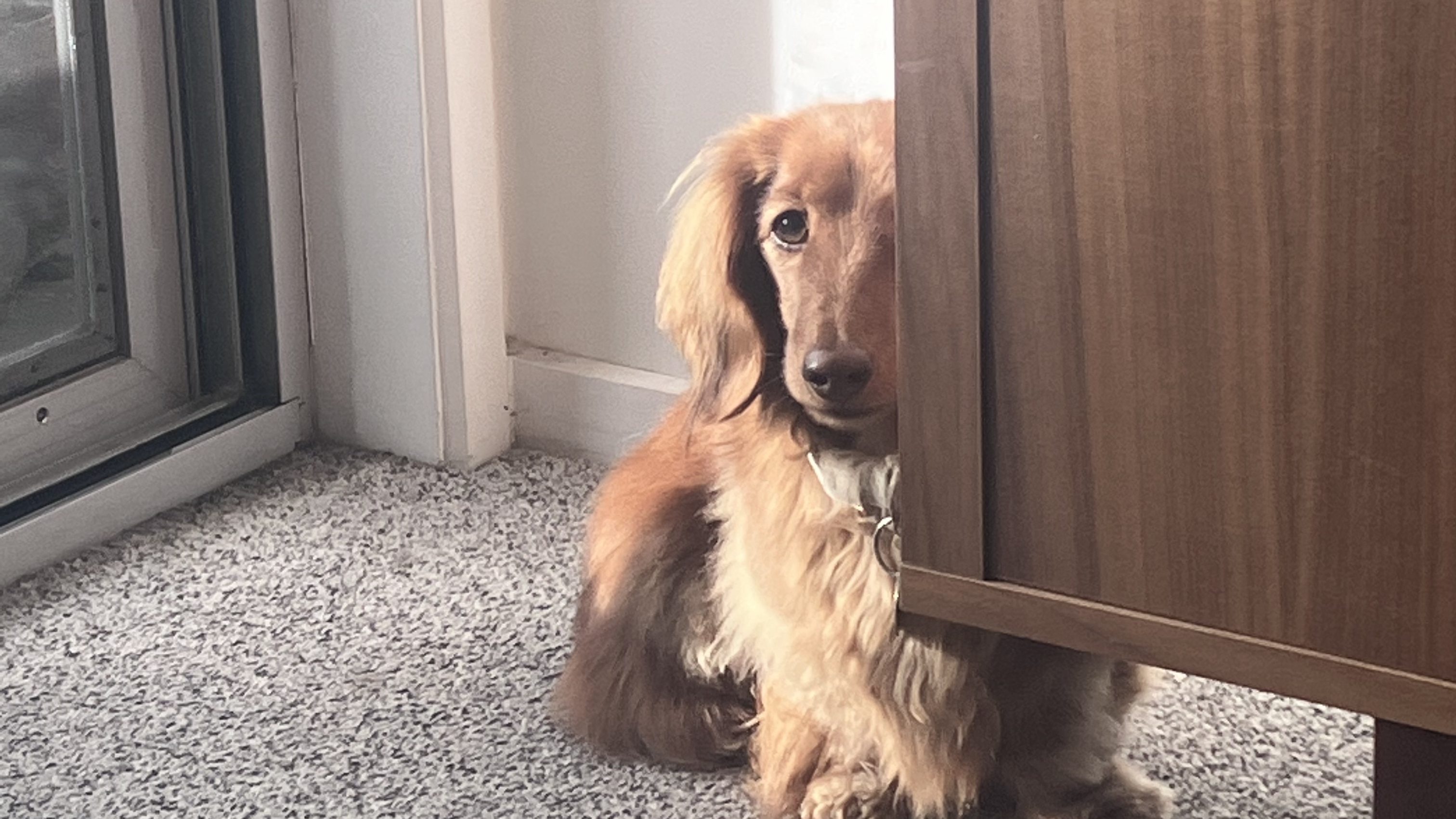 A photo of a miniature long-haired dachshund who is half-obscured behind an entertainment unit